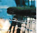 Wasser